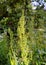 Flowering Rumex confertus.