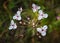 Flowering rush Butomus umbellatus