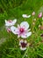 Flowering rush Butomus umbellatus blooming on summer