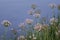 Flowering rush (Butomus umbellatus) sunset green blue background water river summer landscape umbrella susak