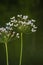 Flowering rush (Butomus umbellatus) sunset green blue reflections water river summer landscape umbrella s