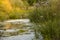 Flowering rush (Butomus umbellatus) sunset green blue reflections water river summer landscape umbrella susak