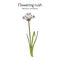 Flowering rush or grass rush. Butomus umbellatus , medicinal plant