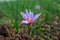 Flowering saffron plant. Harvesting crocus flowers for the most expensive spice