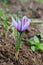 Flowering saffron plant. Harvesting crocus flowers for the most expensive spice