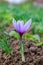 Flowering saffron plant. Harvesting crocus flowers for the most expensive spice