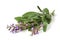 Flowering Sage