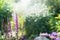 Flowering sage in the background of a summer garden, outdoor