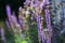 Flowering Sage with bokeh (Salvia nemarosa)