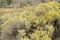 Flowering Sagebrush and Ranch Fence