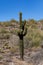 Flowering Saguaro Cactus