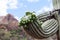 Flowering Saguaro Cactus