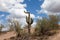 Flowering Saguaro Cactus