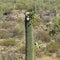 Flowering saguaro cactus in the southern Arizona Sonoran Desert