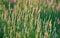 Flowering Sainfoin, Onobrychis viciifolia