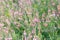 Flowering Sainfoin, Onobrychis viciifolia