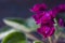 Flowering Saintpaulias, commonly known as African violet. Mini Potted plant. Collectible violet. Macro