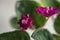 Flowering Saintpaulias, commonly known as African violet. Mini Potted plant. Collectible violet. Macro