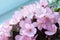 Flowering Saintpaulias, commonly known as African violet. Mini Potted plant. A white background. Selective focus