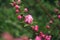 Flowering sakura branch in spring, analogue photo