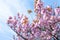 Flowering sakura trees against the sky