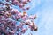 Flowering sakura trees against the sky