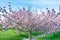 Flowering sakura trees against the sky