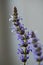 Flowering Salvia nemorosa, the woodland sage