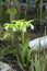 Flowering sarracenia alata carnivorous plant in garden