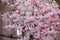 Flowering Saucer Magnolias in a Courtyard in Washington DC