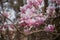 Flowering Saucer Magnolias in Washington DC