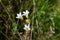 Flowering Saxifraga granulata plant.