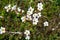Flowering Saxifraga granulata plant.
