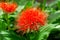 Flowering Scadoxus puniceus