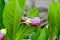 Flowering Scopolia carniolica plants with purple flowers in spring forest