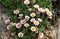 A flowering Sea Breeze plant, Erigeron glaucus, growing from a coastal wall in the UK.