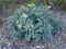 Flowering sea kale