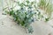 Flowering seaside blue head Eryngium maritimum L. grows on the coastal dune