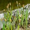 Flowering sedge Carex nigra Carex melanostachya Black or ordinary sedge on the shore of a garden pond