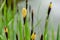 Flowering sedge Carex nigra Carex melanostachya Black or ordinary sedge on the shore of a garden pond