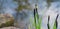 Flowering sedge  `Carex Nigraâ€™ Carex melanostachya on garden pond shore. Fluffy yellow hats on Black or ordinary sedge