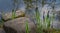 Flowering sedge â€˜Carex Nigraâ€™ Carex melanostachya on garden pond shore