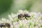 Flowering sedum with insect