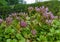 Flowering Sedum plant