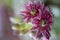 Flowering Sempervivum, houseleek, Closeup