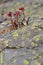 Flowering Sempervivum on a huge rock