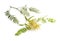 Flowering shinus molle. Peruvian pepper, American pepper, Peruvian peppertree, escobilla
