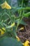 Flowering shoots of cucumber or gherkin and small cucumber in the greenhouse. Cucumber vine with growing cucumber in the garden