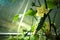 Flowering shoots of cucumber and small cucumber in the greenhouse. Toned