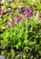 Flowering shoots of forest orchids